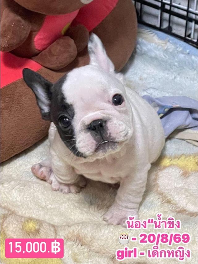 ลูกสุนัขเฟร้นบลูด๊อก รูปที่ 10