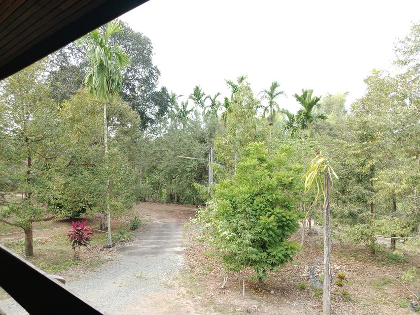 ขายที่ดินสวนผลไม้-บ้านเรือนไทย 1 หลัง 11