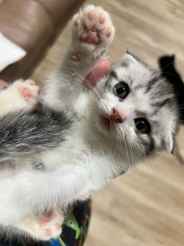 Scottish fold พร้อมย้ายบ้าน รูปที่ 3