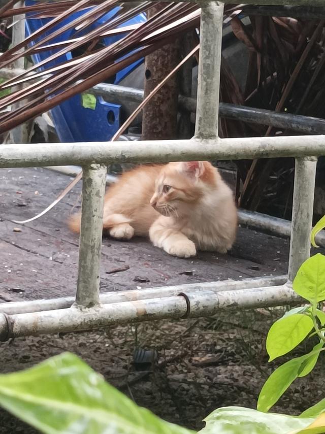 แมวติ้งต๊อง 4