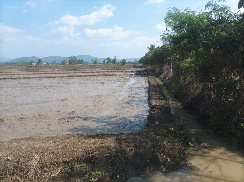 ขายที่ดิน 5ไร่3งาน ต.ป่าป้อง อ.ดอยสะเก็ด จ.เชียงใหม่ 10