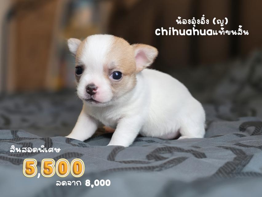 ชิวาวาขนสั้นพันธุ์แท้หน้าสั้น3สาวน้อยน่ารักพร้อมย้ายบ้านมีส่งเก็บปลายทางได้ครับ รูปที่ 5