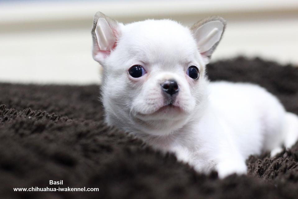 จำหน่ายลูกสุนัขชิวาวา