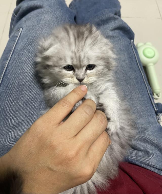 เปิดจองเด็กชาย (สก๊อตติชโฟผสม) รูปที่ 6