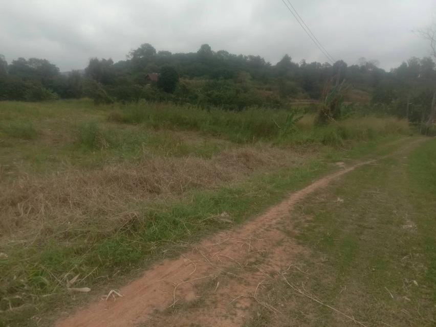 ที่ดินเปล่า 20 ไร่ๆละ 5 แสน แบ่งขายได้ คลองสอง วังน้ำเขียว 18