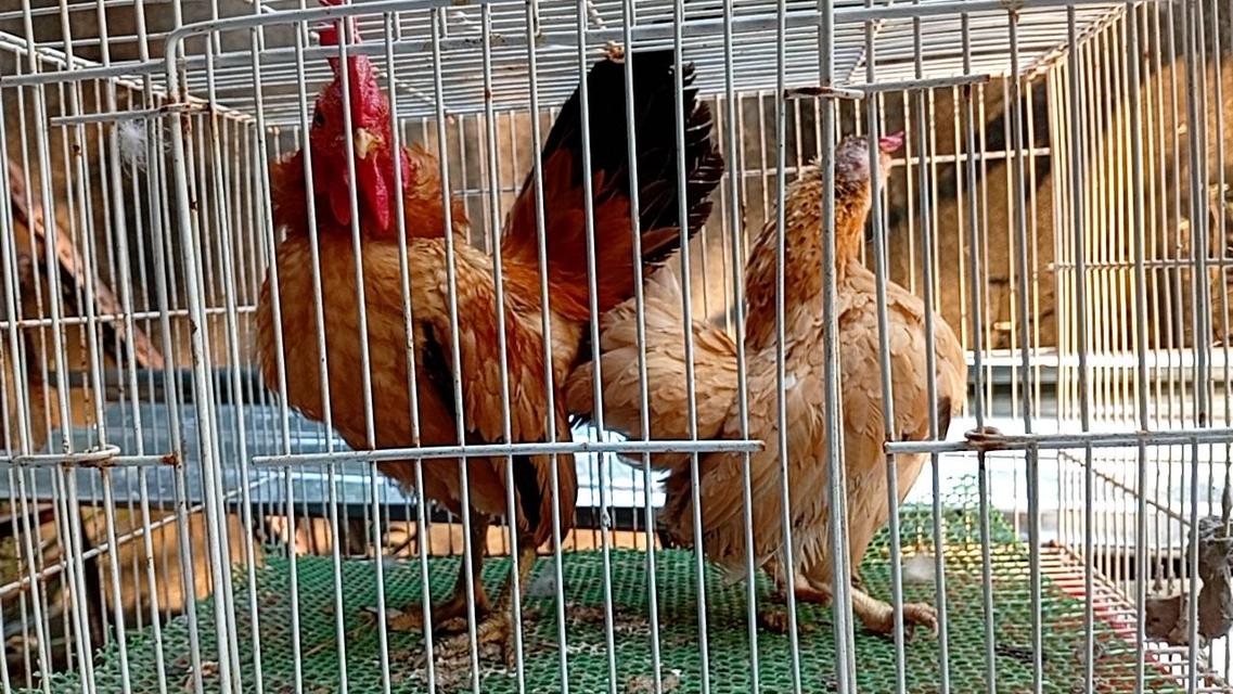 ไก่ซีไบร์ท 6