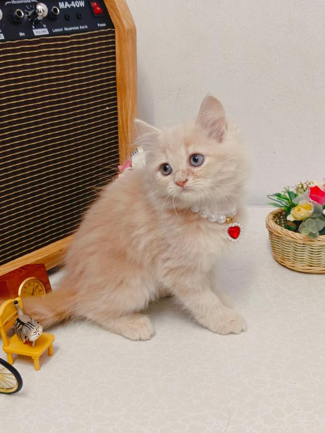 แมว scottish ขนยาว สีขาว รูปที่ 5