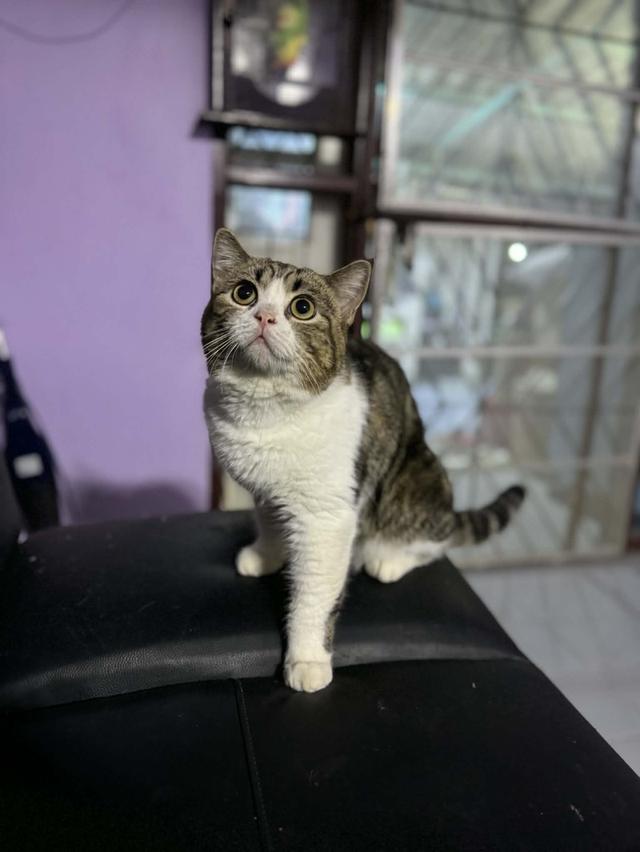 แมวสก๊อตติช   🥰😁😁❌❌❌❌ 12