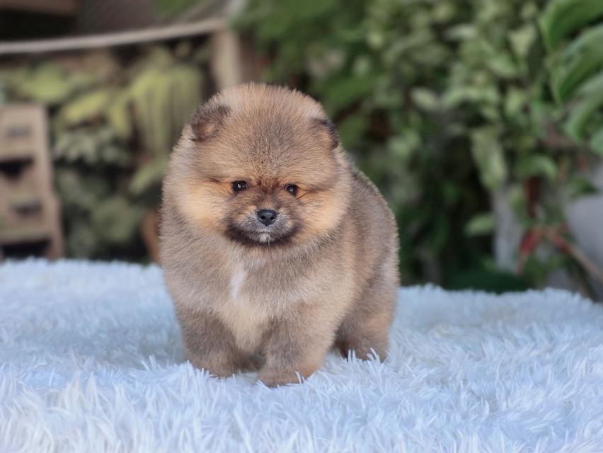 ปอมเมอเรเนียนแท้ สีส้ม เพศเมีย รูปที่ 4