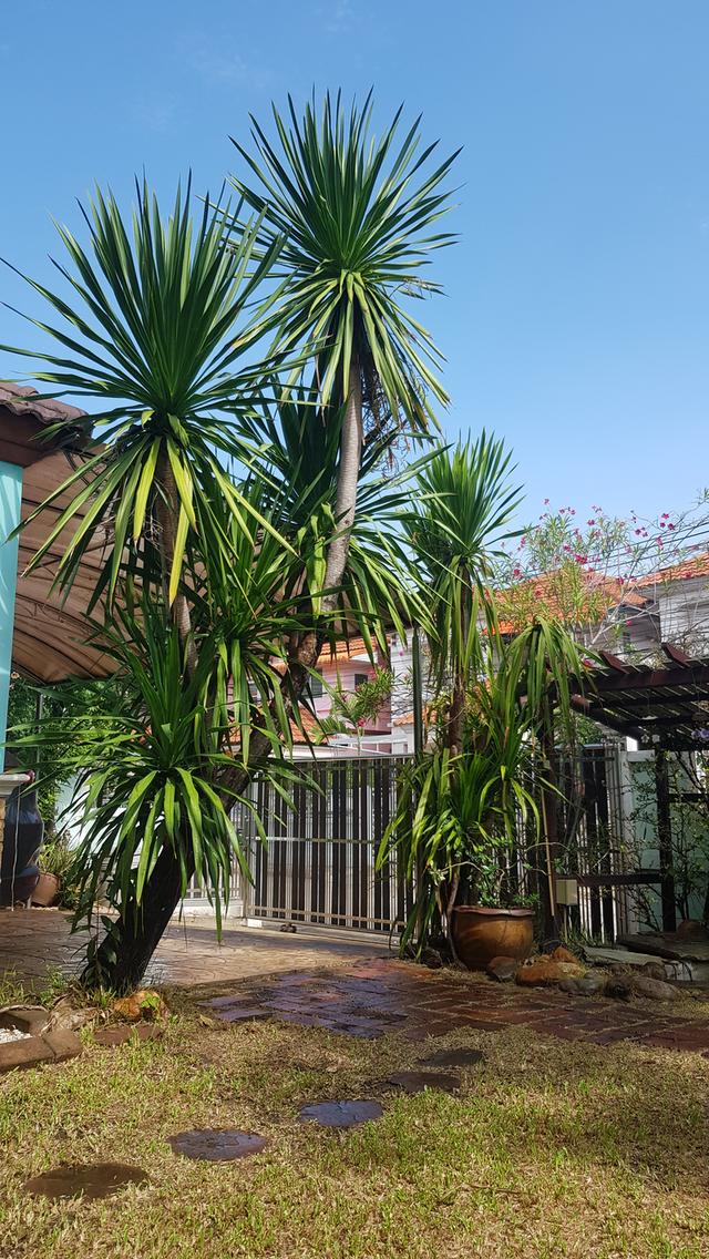 บ้านเดี่ยว2ชั้น​ หลังมุม​ 100ตร.ว. 3