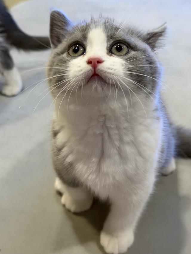 แมวบริติชสายเลือดแชมป์ รูปที่ 7