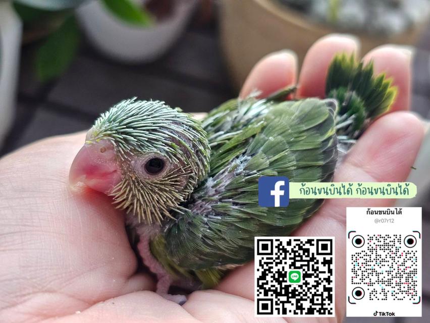 ฟอพัสอเมกันเยลโล่ 7