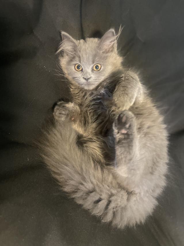 แมวบ้านนี้ขี้อ้อน(เด็กชาย3เดือน) พร้อมย้ายบ้าน รูปที่ 8