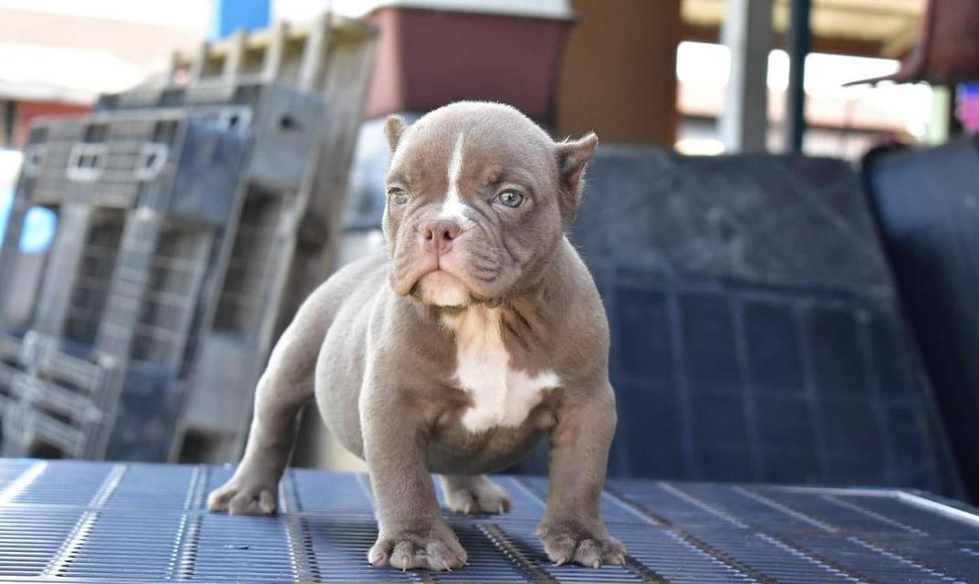 American Bully puppies WhatsApp me : +66 63 826 3042 รูปย่อยที่ 2