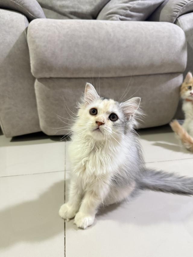 ลูกแมวเปอร์เซีย