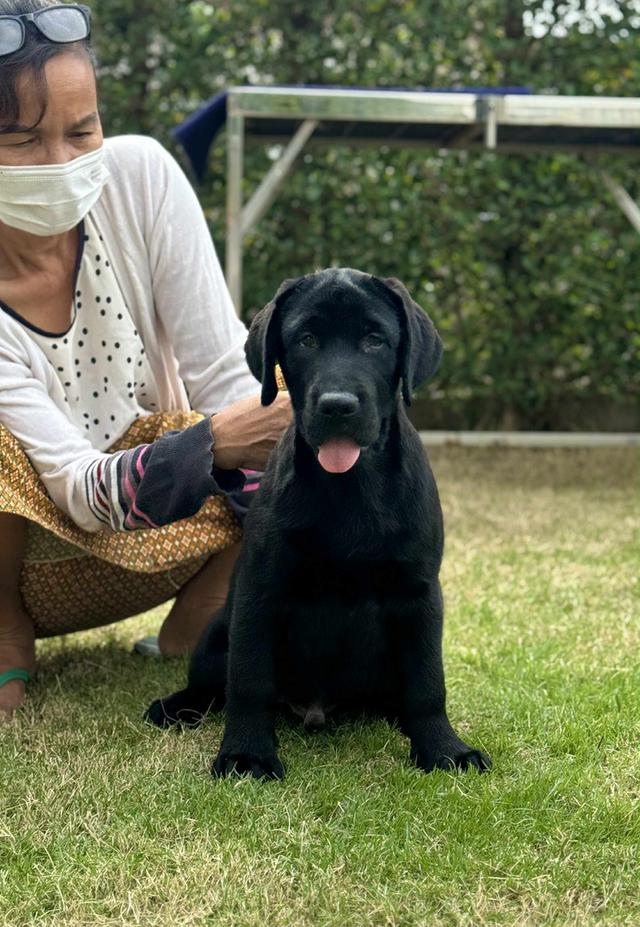 ลูกหมาลาบราดอร์ 90 วัน 2