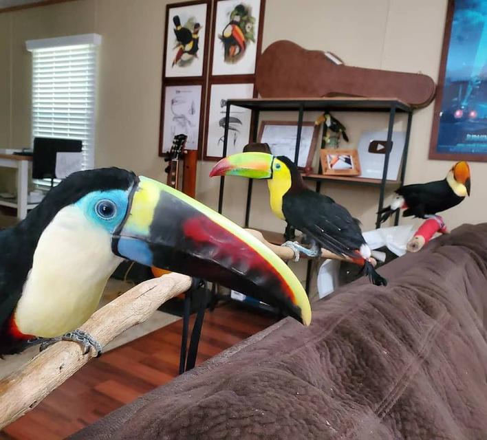 Toco Toucan birds available for sale. รูปที่ 2
