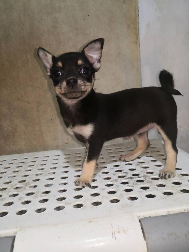 ลูกสุนัขชิวาว่า สีดำ เพศเมีย