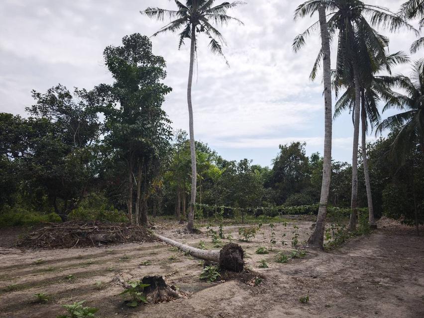 ขายที่ดิน พร้อมบ้าน 2 ไร่ 3 งาน 28 ตารางวา ต.ชากบก อ.บ้านค่าย จ.ระยอง (เจ้าของขายเอง) 4