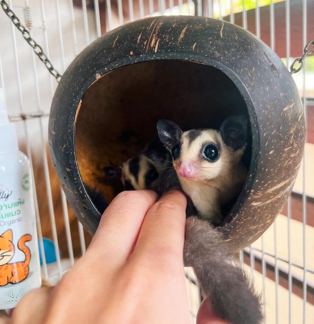 หาบ้านให้น้องแฝด Sugar Glider 2 ตัว 2