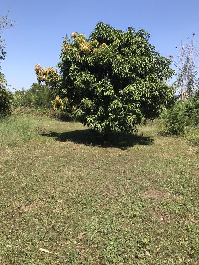 ขายที่ดินราคาถูก จังหวัดชลบุรี 1