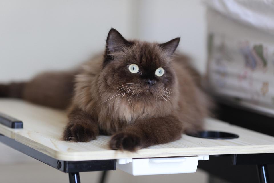 แมวเปอร์เซียผสมบริติชwcf รูปที่ 18