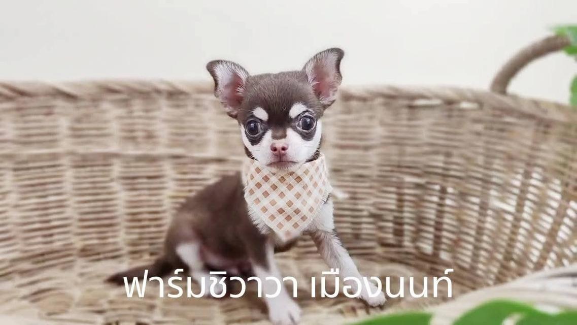 สาวน้อยช๋อค-ครีม