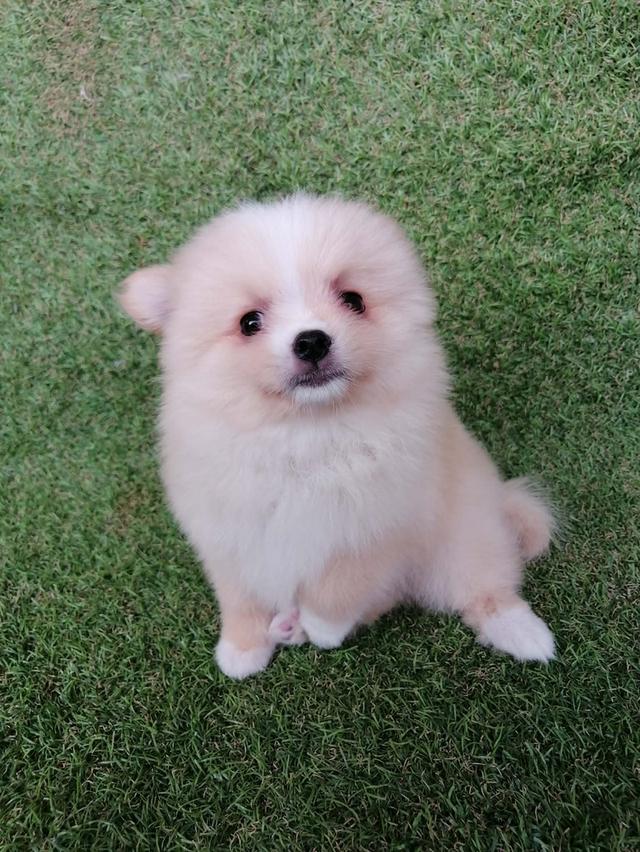 ปอมเเท้ เพศเมีย พร้อมย้าย รูปที่ 5