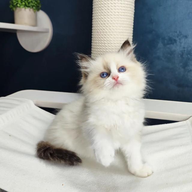Male And Female Ragdoll kittens