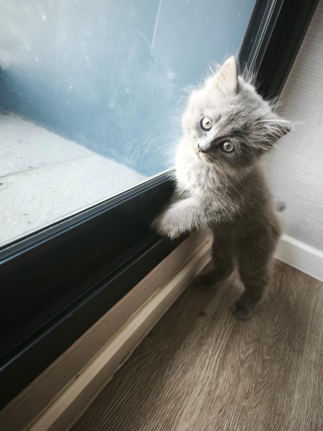 Long hair kitten (ลูกแมวขนยาว)