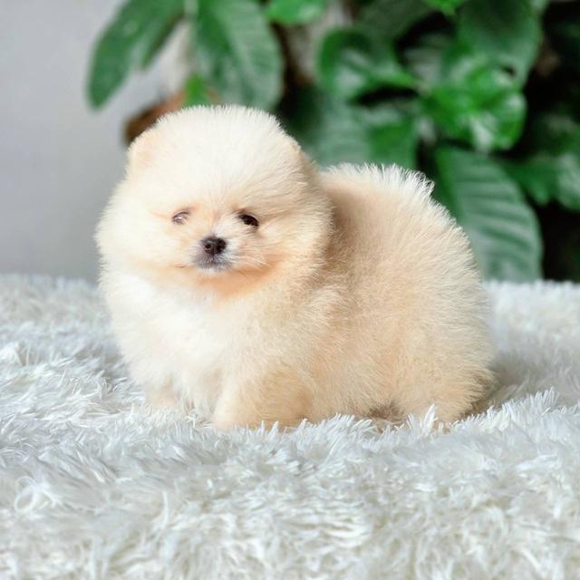 ปอมเมอเรเนียนแท้ เพศเมีย พร้อมย้ายบ้าน รูปที่ 7