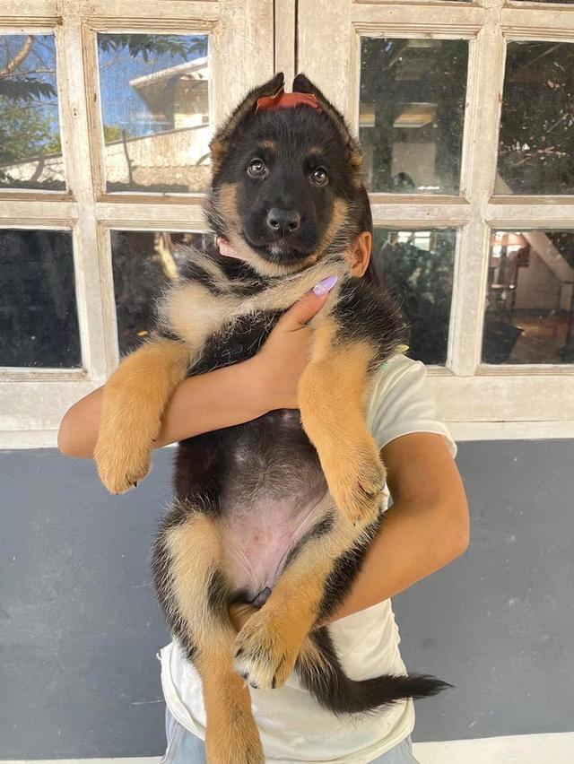 German Shepherd Puppies | WhatsApp me : +66 63 826 3042 รูปที่ 2