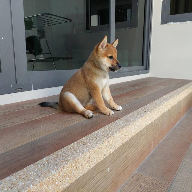 ลูกชิบะอินุ พันธุ์แท้ Shiba Inu ขายด่วน 12