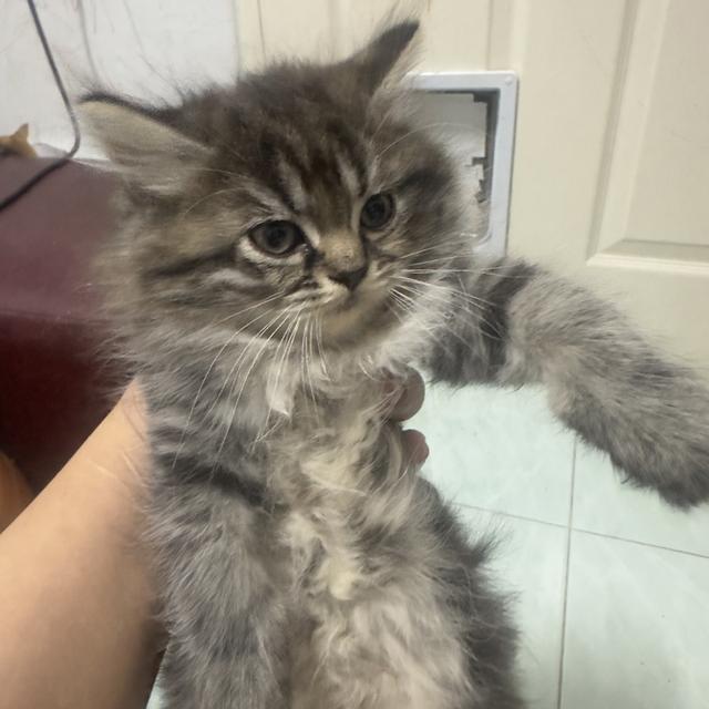 แมว ขาสั้น 2เดือน Munchkin