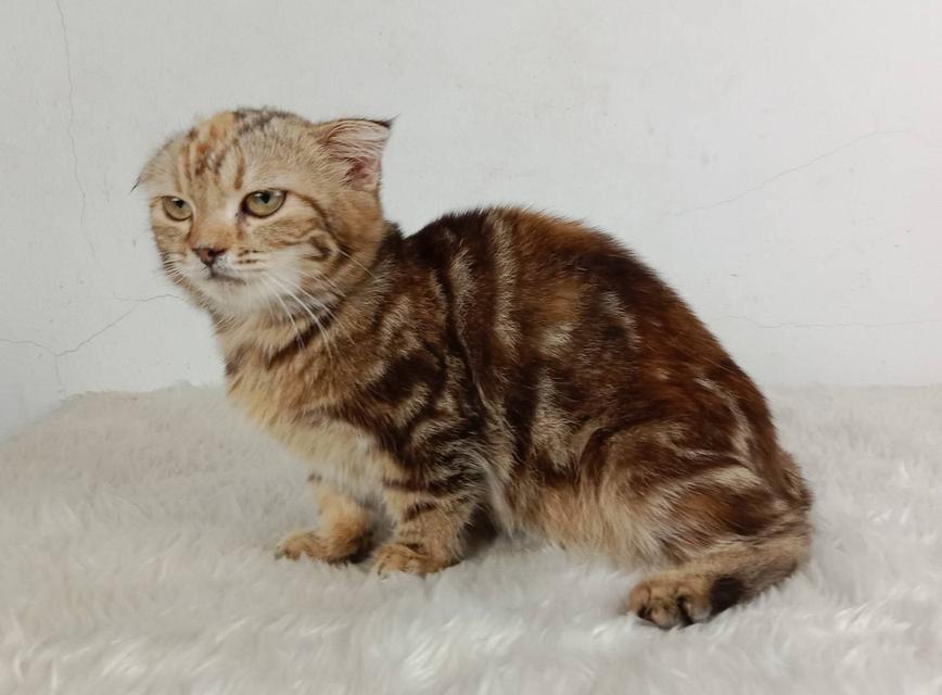 2.แมวมันช์กิ้น/เพศเมีย หาบ้าน Munchkin Cat/Female looking for a new home 6