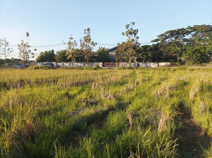 ขายที่ดิน 9ไร่3งาน ต.ป่าป้อง อ.ดอยสะเก็ด จ.เชียงใหม่ 8