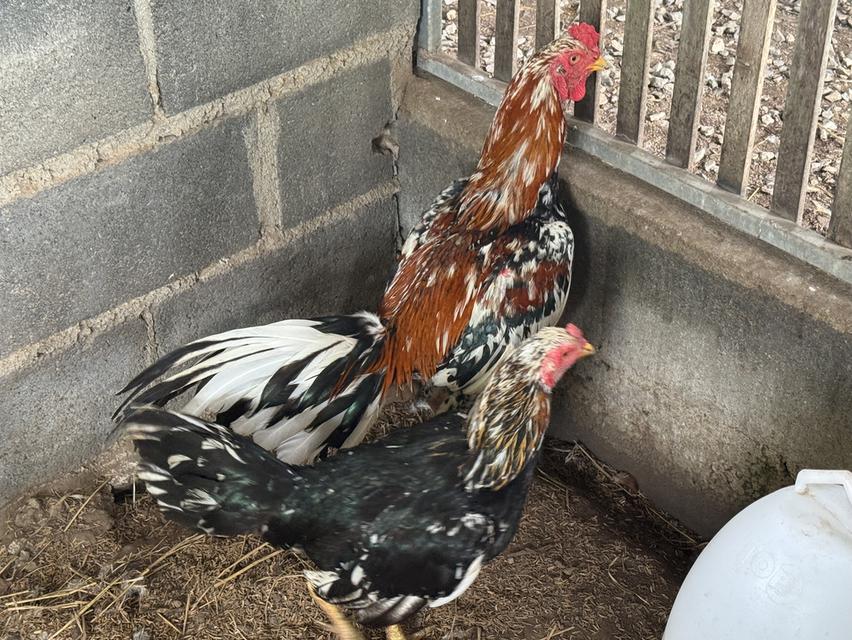 พ่อแม่พันธุ์ไก่เหลืองหางขาว