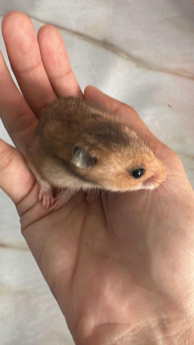 หนูแฮมเตอรไจแอ้น 3