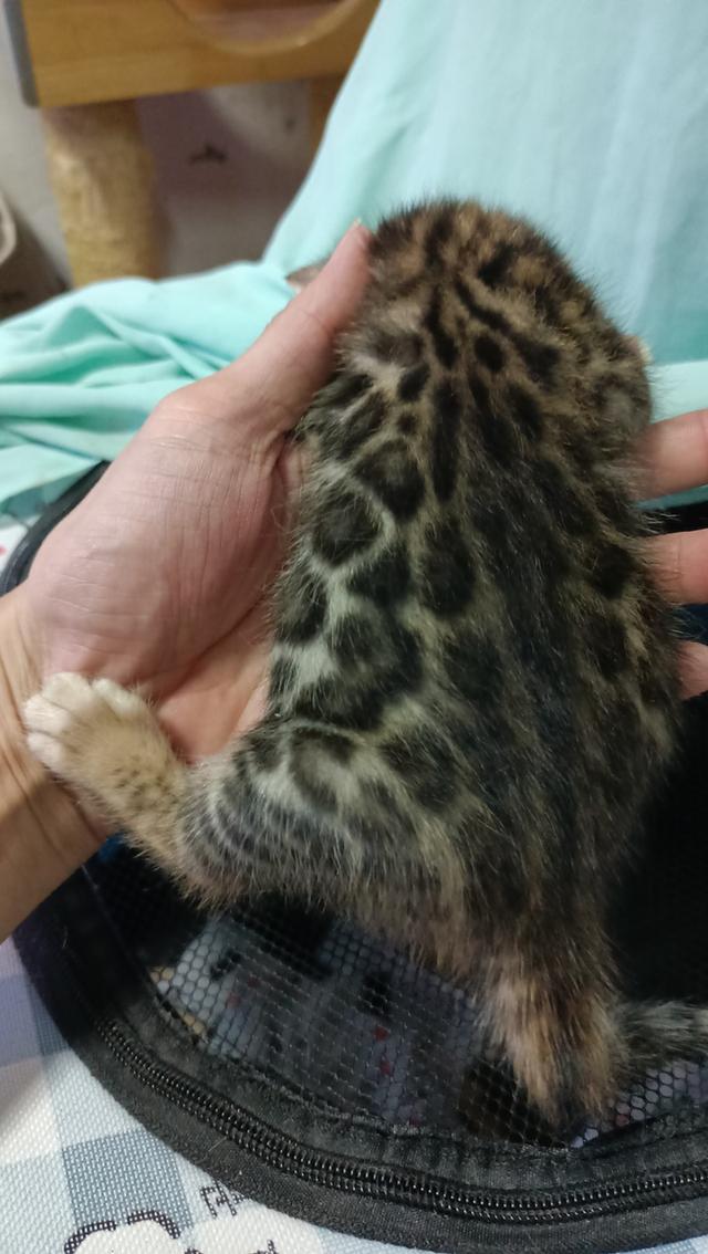 ลูกแมวเบงกอล Bengal Cat รูปที่ 5