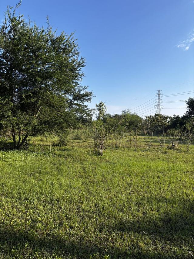 ที่ดินติดถนน ขายด่วน! 7 ไร่ 57 ตรว. อ.บ้านโป่ง ราชบุรี | เจ้าของขายเอง  10