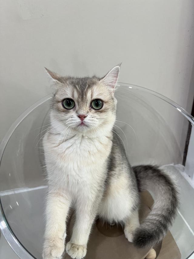 ดญ.บริติช(AY)พร้อมย้าย