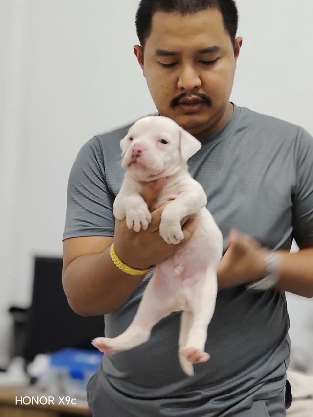 American bully3,500-5,500฿ อเมริกันบูลลี่สายพันธุ์แท้ราคาไม่แรง🏡p'tigerขอนแก่น 3,500-5,500฿ 20