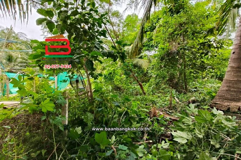 ที่ดินเปล่า ท่านัด-ดำเนินสะดวก เนื้อที่ 137 ตร.ว (ใกล้โรงพยาบาลส่งเสริมสุขภาพตำบลท่านัด) ตำบลท่านัด อำเภอดำเนินสะดวก จังหวัดราชบุรี 4