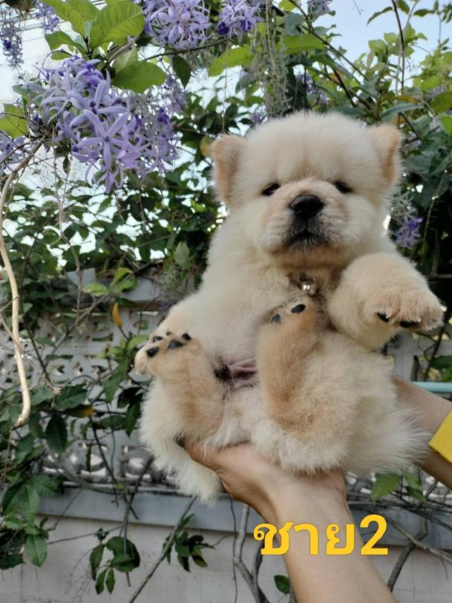 เชาเชาหาบ้าน 6
