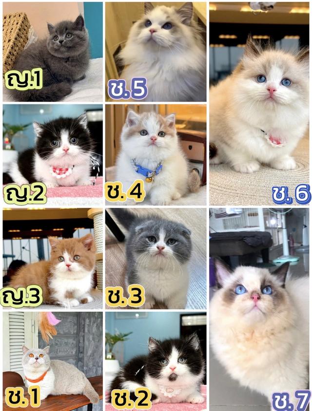 แมวมันช์กิ้น บริติช แร็กดอลรวมในนี้ทักได้เลยค่ะ