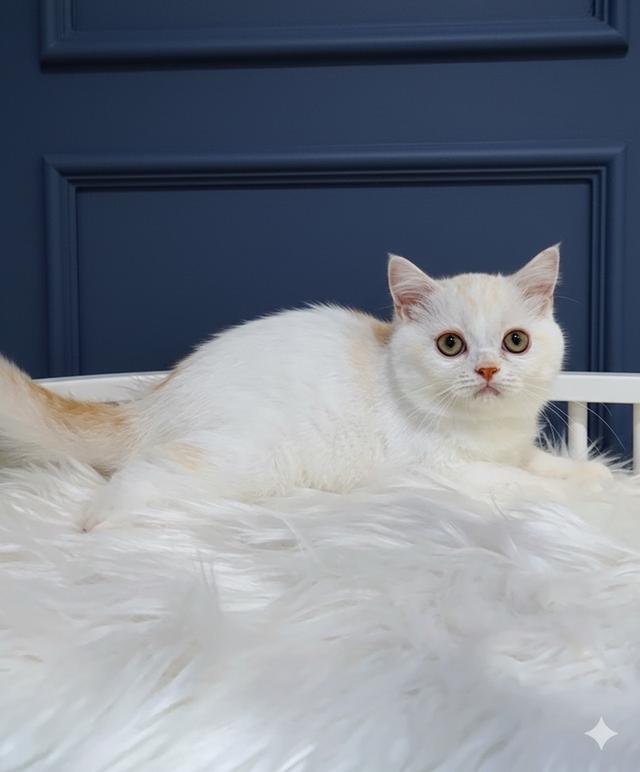 ขายแมวสก็อตติชโฟลด์แท้ฟอร์มหน้าหมีๆอายุ 3 เดือนพร้อมย้าย