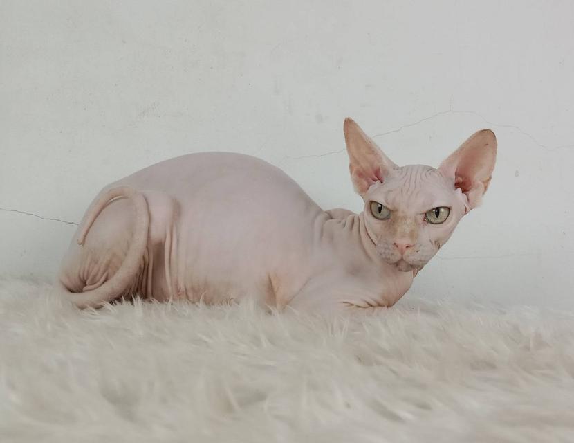 24.แมวสฟิงซ์/เพศเมีย หาบ้าน Sphynx Cat/Female looking for a new home 5