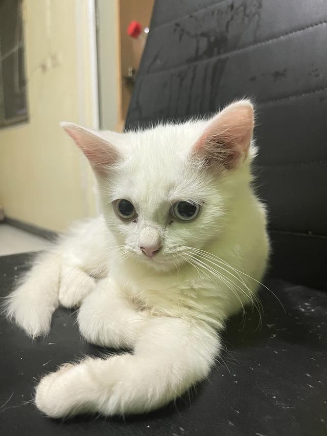 ขายแมววตาสองสีขาวมณี รูปย่อยที่ 2