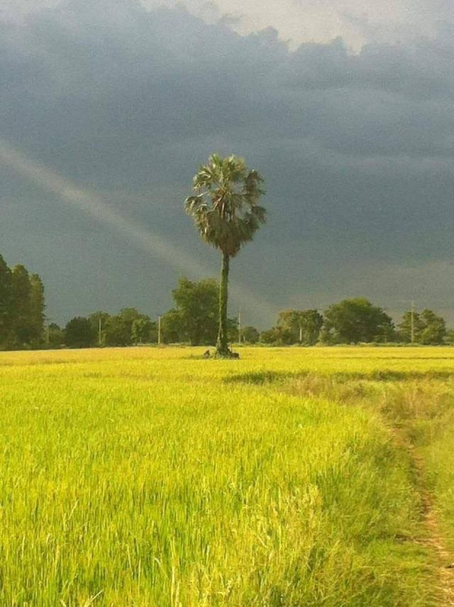 ขายที่ดินปลูกบ้านได้ มีน้ำ ไฟฟ้า ติดถนน ติดคลอง 