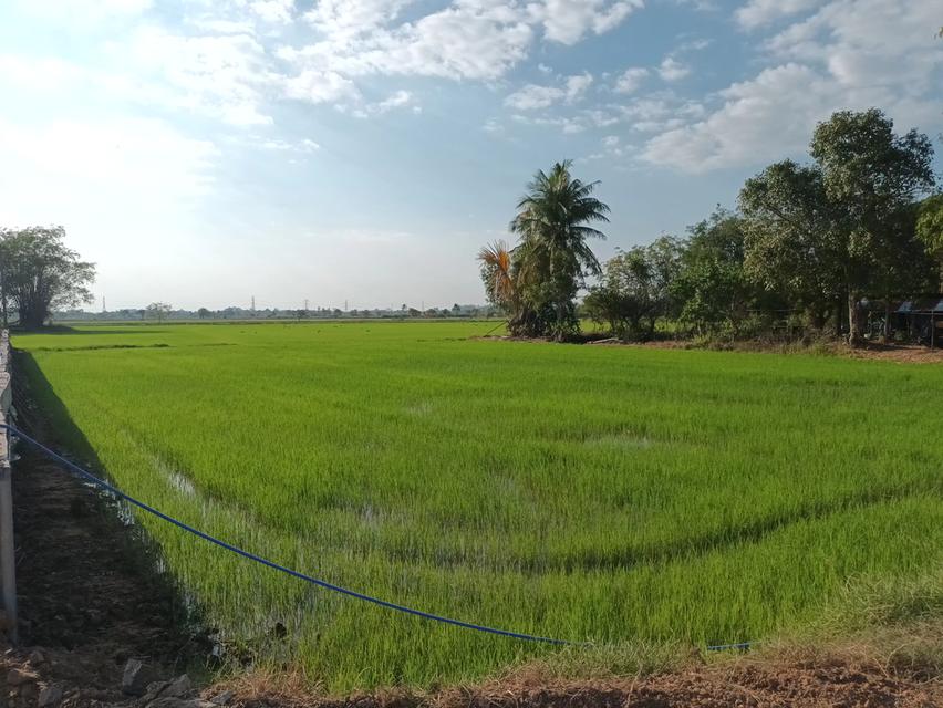 ขายที่ดิน ข้างสนามบอล จำปา ท่าเรือ อยุธยา 5